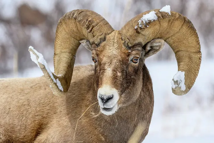 Framed Print : Bighorn sheep (Ovis Canadensis) Ram in winter range, Yellowstone National Park, Wyoming, USA