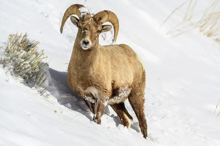 Framed Print : Bighorn sheep (Ovis Canadensis) Ram in winter range, Yellowstone National Park, Wyoming, USA Framed Print : Bighorn sheep (Ovis Canadensis) Ram in winter range, Yellowstone National Park, Wyoming, USA