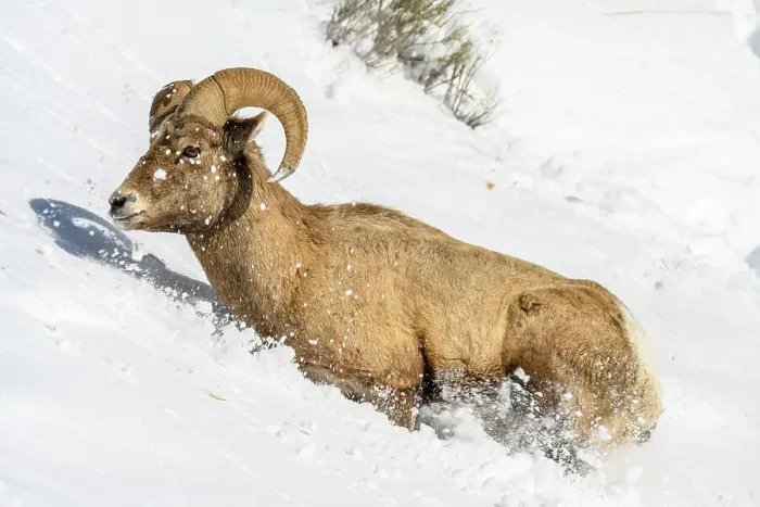 Framed Print : Bighorn sheep (Ovis Canadensis) Ram in winter range, Yellowstone National Park, Wyoming, USA Framed Print : Bighorn sheep (Ovis Canadensis) Ram in winter range, Yellowstone National Park, Wyoming, USA