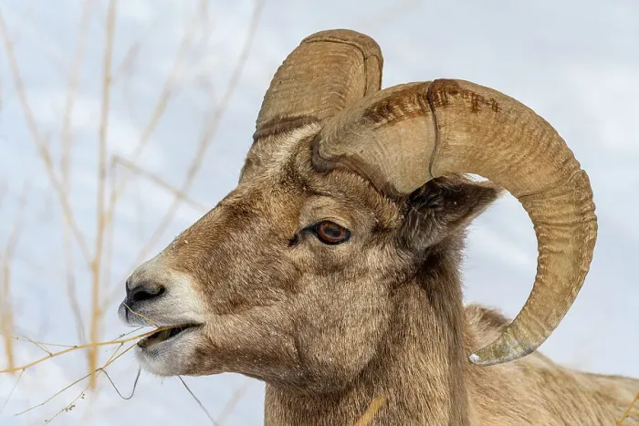 Framed Print : Bighorn sheep (Ovis Canadensis) Ram in winter range, Yellowstone National Park, Wyoming, USA Framed Print : Bighorn sheep (Ovis Canadensis) Ram in winter range, Yellowstone National Park, Wyoming, USA