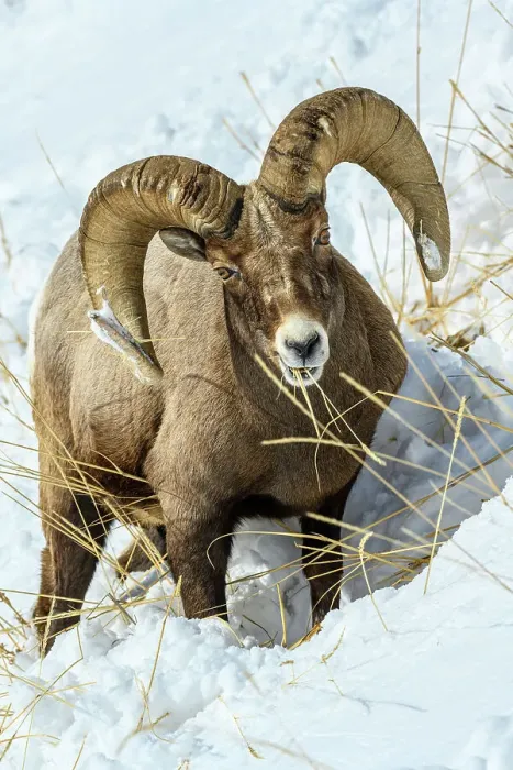 Framed Print : Bighorn sheep (Ovis Canadensis) Ram in winter range, Yellowstone National Park, Wyoming, USA Framed Print : Bighorn sheep (Ovis Canadensis) Ram in winter range, Yellowstone National Park, Wyoming, USA
