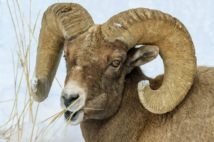 Framed Print : Bighorn sheep (Ovis Canadensis) Ram in winter range, Yellowstone National Park, Wyoming, USA Framed Print : Bighorn sheep (Ovis Canadensis) Ram in winter range, Yellowstone National Park, Wyoming, USA
