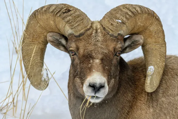 Framed Print : Bighorn sheep (Ovis Canadensis) Ram in winter range, Yellowstone National Park, Wyoming, USA Framed Print : Bighorn sheep (Ovis Canadensis) Ram in winter range, Yellowstone National Park, Wyoming, USA