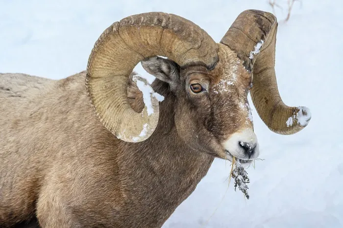 Framed Print : Bighorn sheep (Ovis Canadensis) Ram in winter range, Yellowstone National Park, Wyoming, USA Framed Print : Bighorn sheep (Ovis Canadensis) Ram in winter range, Yellowstone National Park, Wyoming, USA