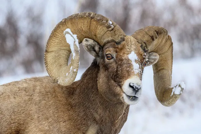 Framed Print : Bighorn sheep (Ovis Canadensis) Ram in winter range, Yellowstone National Park, Wyoming, USA Framed Print : Bighorn sheep (Ovis Canadensis) Ram in winter range, Yellowstone National Park, Wyoming, USA