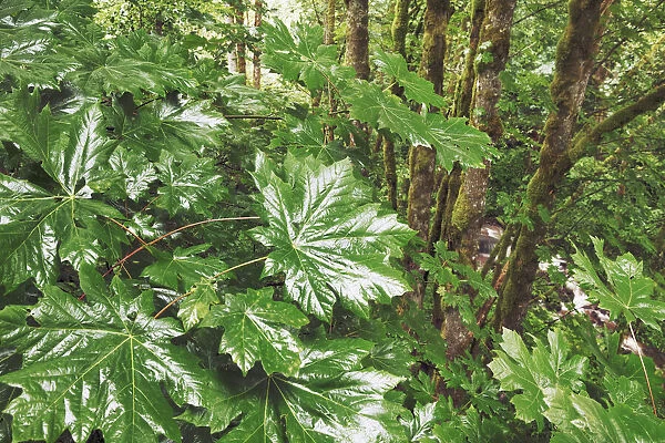 Bigleaf maple leaves in rain - USA, Oregon, Multnomah, Latourell Falls - Cascade Range