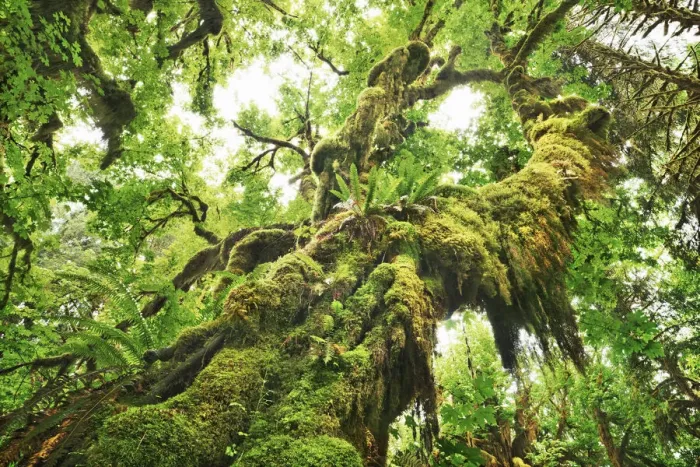 Framed Print : Bigleaf maple moss covered - USA, Washington, Jefferson, Olympic National Park