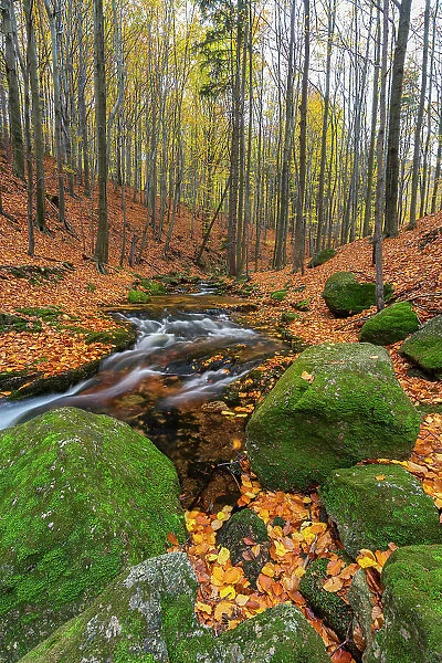 Bily Stolpich river near Ferdinandov, Ancient and Primeval Beech Forests of the Carpathians and Other Regions of Europe, UNESCO, Hejnice, Liberec District, Liberec Region, Czech Republic