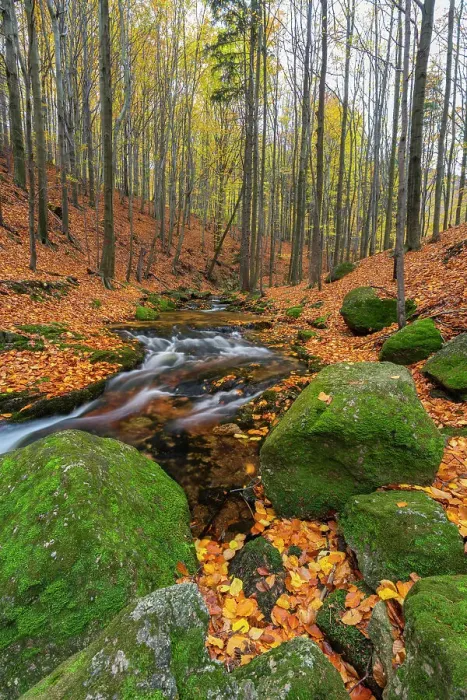 Framed Print : Bily Stolpich river near Ferdinandov, Ancient and Primeval Beech Forests of the Carpathians and Other Regions of Europe, UNESCO, Hejnice, Liberec District, Liberec Region, Czech Republic