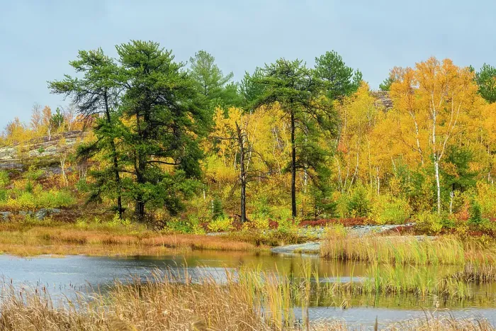 Framed Print : Biodiversity in the Sudbury Basin- Autumn trees, pines and wetlands, Greater Sudbury, Ontario, Canada Framed Print : Biodiversity in the Sudbury Basin- Autumn trees, pines and wetlands, Greater Sudbury, Ontario, Canada