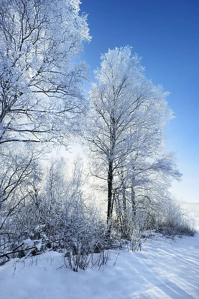 Birch forest with hoar frost in winter - Germany, Bavaria, Upper Bavaria