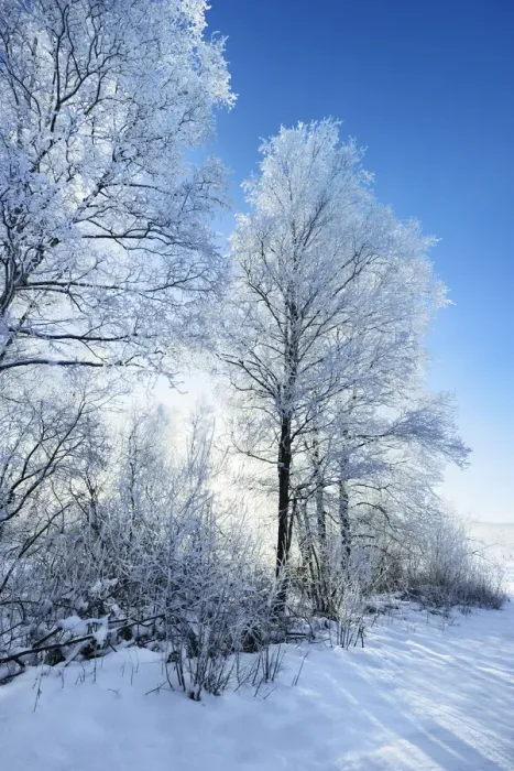 Framed Print : Birch forest with hoar frost in winter - Germany, Bavaria, Upper Bavaria Framed Print : Birch forest with hoar frost in winter - Germany, Bavaria, Upper Bavaria