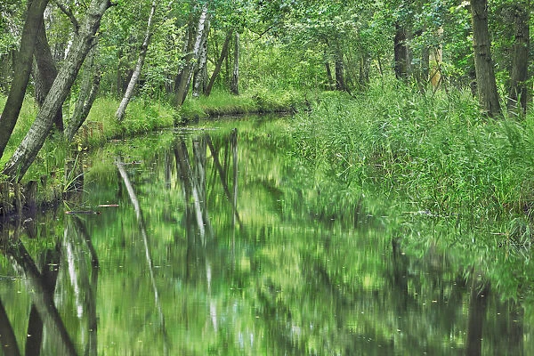Birch forest with irrigation channel - Germany, Brandenburg, Oberspreewald-Lausitz