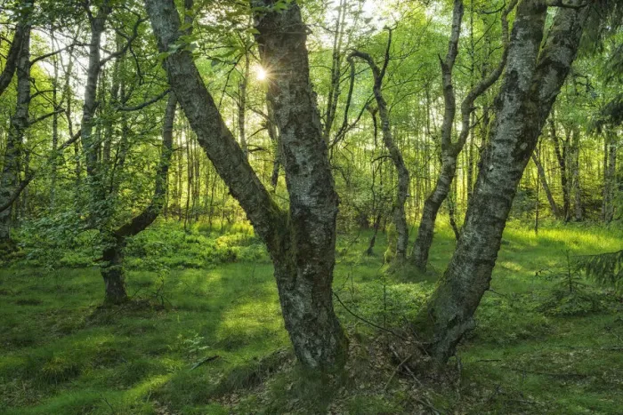 Framed Print : Birch forest at Unesco Biosphere reserve Rhoen, Rhoen, Bavaria, Germany