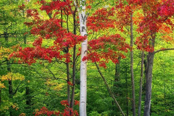 Framed Print : Birch tree in autumn, Gorham, New Hampshire, USA