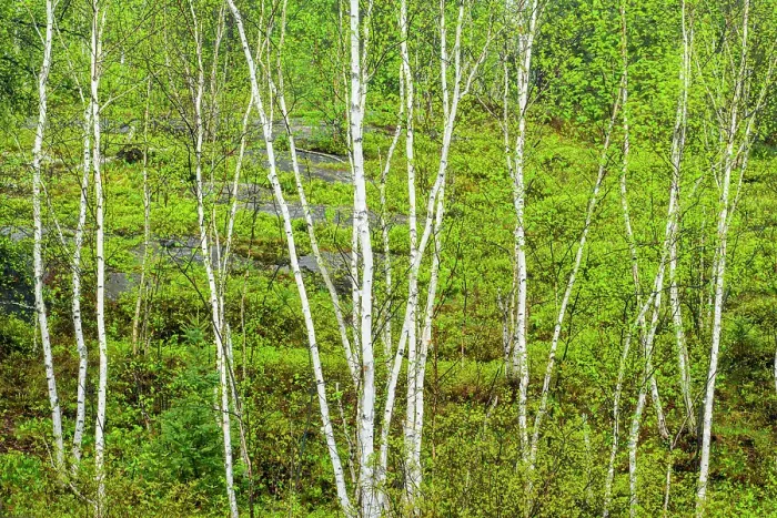 Framed Print : Birch tree trunks in spring, Greater Sudbury, Ontario, Canada Framed Print : Birch tree trunks in spring, Greater Sudbury, Ontario, Canada