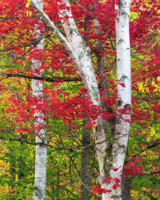 Framed Print : Birch trees in autumn, Groton State Forest, Vermont, USA Framed Print : Birch trees in autumn, Groton State Forest, Vermont, USA