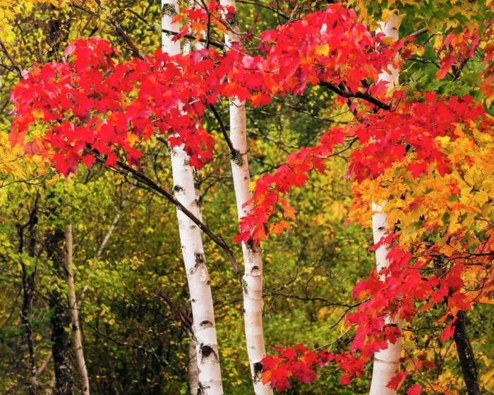 Framed Print : Birch trees in autumn, White Mountain National Forest, Hart's Location, New Hampshire, USA
