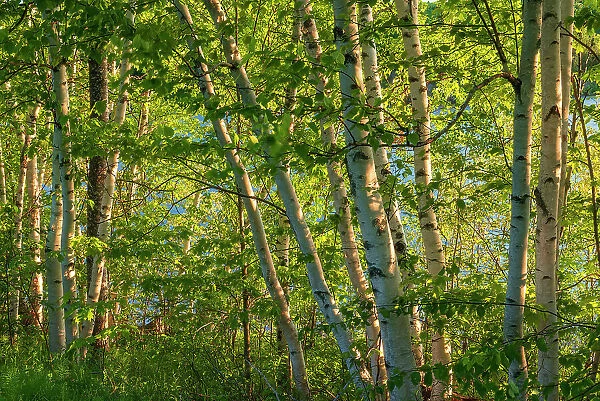 Birch trees Bear Island New Brunswick, Canada