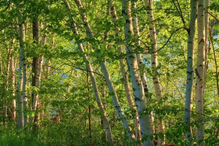 Framed Print : Birch trees Bear Island New Brunswick, Canada Framed Print : Birch trees Bear Island New Brunswick, Canada