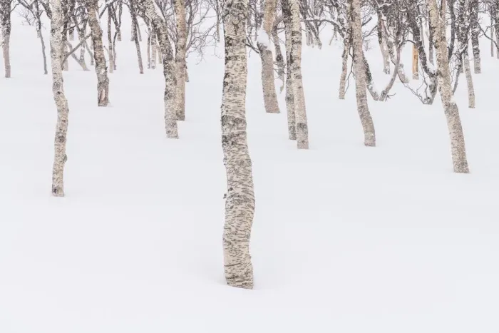 Framed Print : Birch Trees in Snow, Senja, Norway Framed Print : Birch Trees in Snow, Senja, Norway