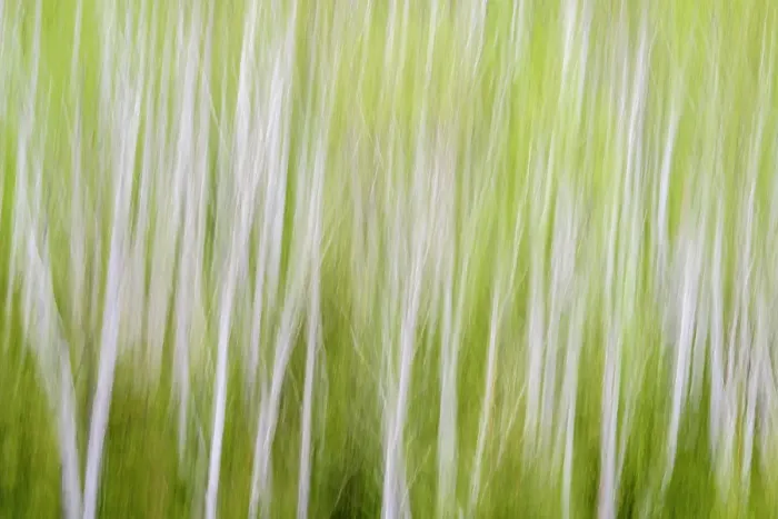 Framed Print : Birch trees in spring, Greater Sudbury, Ontario, Canada Framed Print : Birch trees in spring, Greater Sudbury, Ontario, Canada