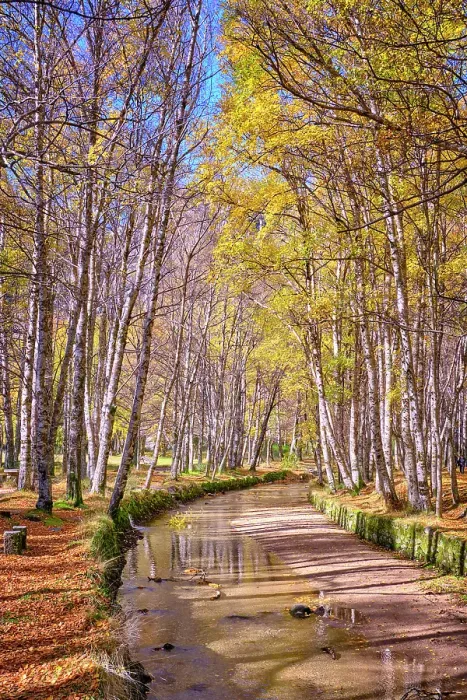 Framed Print : Birch trees and the Zezere river at Covao da Ametade in Autumn. Manteigas, Serra da Estrela Nature Park. Portugal Framed Print : Birch trees and the Zezere river at Covao da Ametade in Autumn. Manteigas, Serra da Estrela Nature Park. Portugal