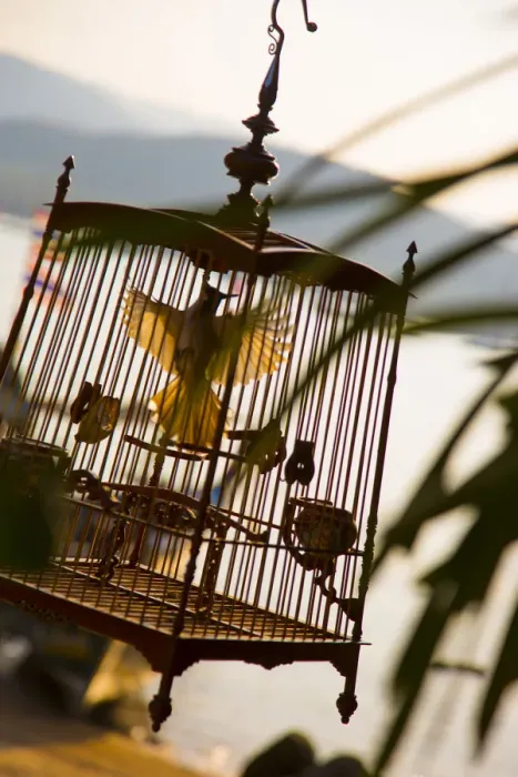 Framed Print : Bird cage, Bo Phut, Koh Samui, Thailand Framed Print : Bird cage, Bo Phut, Koh Samui, Thailand