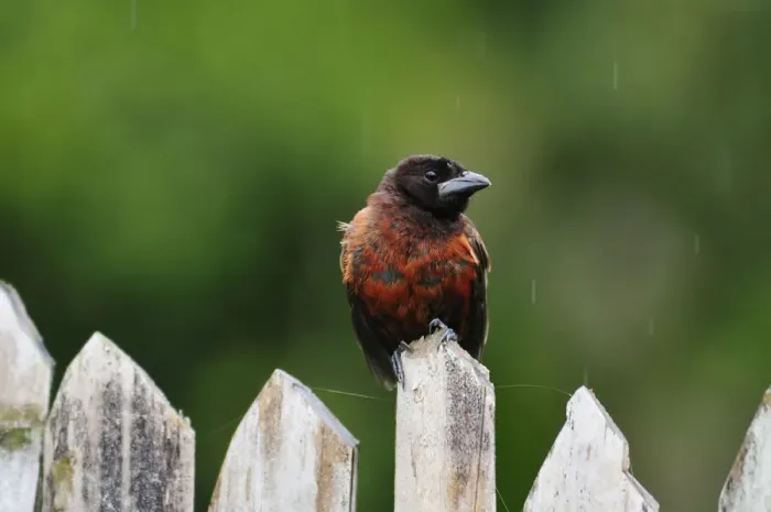 Framed Print : Bird on fence, Terradentro, Colombia, South America Framed Print : Bird on fence, Terradentro, Colombia, South America