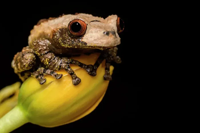 Framed Print : Bird Poop Tree Frog (Theloderma asperum) - captive bred Framed Print : Bird Poop Tree Frog (Theloderma asperum) - captive bred