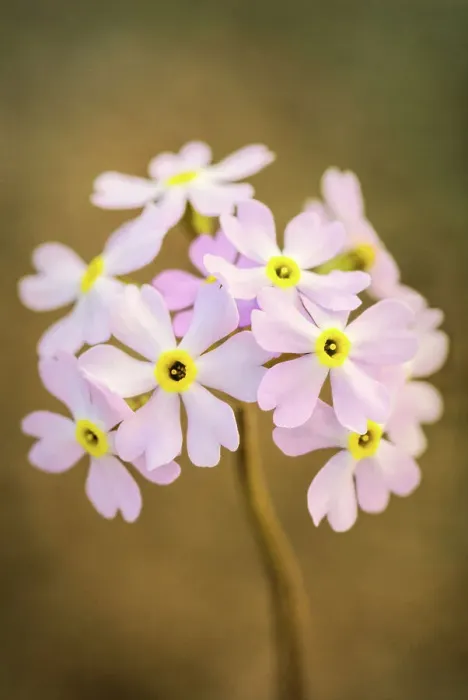 Framed Print : Bird's Eye Primrose (Primula farinosa) on the Niagara Escarpment on the Bruce Peninsula, Tobermory, Ontario, Canada Framed Print : Bird's Eye Primrose (Primula farinosa) on the Niagara Escarpment on the Bruce Peninsula, Tobermory, Ontario, Canada
