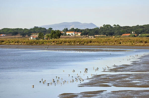 Birds and marshes in the Sado river, Setubal, Portugal