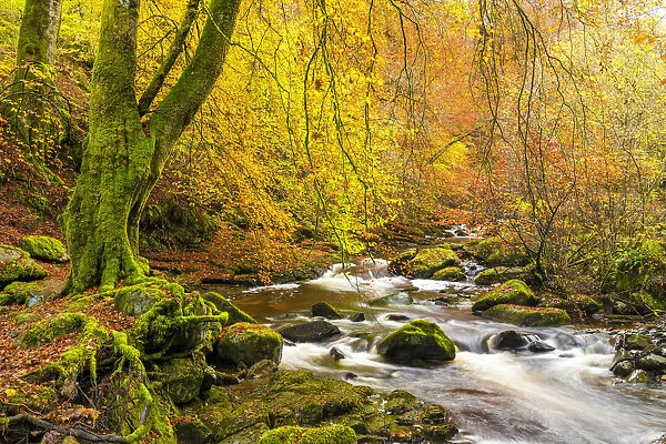 Birks of Aberfeldy in Autumn, Aberfeldy, Highland Perthshire, Scotland