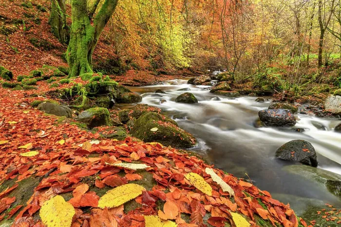 Framed Print : Birks of Aberfeldy in Autumn, Perthshire, Scotland Framed Print : Birks of Aberfeldy in Autumn, Perthshire, Scotland