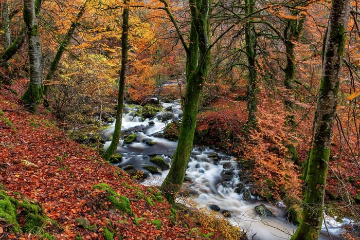 Framed Print : Birks of Aberfeldy in Autumn, Perthshire, Scotland Framed Print : Birks of Aberfeldy in Autumn, Perthshire, Scotland