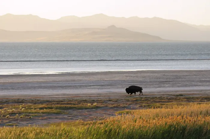 Framed Print : Bison on beach, Great Salt Lake, Antelope Island State Park, Salt Lake City, Utah, USA Framed Print : Bison on beach, Great Salt Lake, Antelope Island State Park, Salt Lake City, Utah, USA