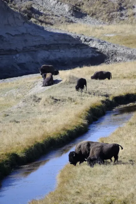 Framed Print : Bison (Bison Bison), Yellowstone National Park, Wyoming, USA