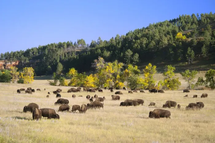 Framed Print : Bison herd in Custer State Park, Black Hills, South Dakota, USA Framed Print : Bison herd in Custer State Park, Black Hills, South Dakota, USA
