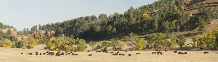 Framed Print : Bison herd in Custer State Park, Black Hills, South Dakota, USA Framed Print : Bison herd in Custer State Park, Black Hills, South Dakota, USA