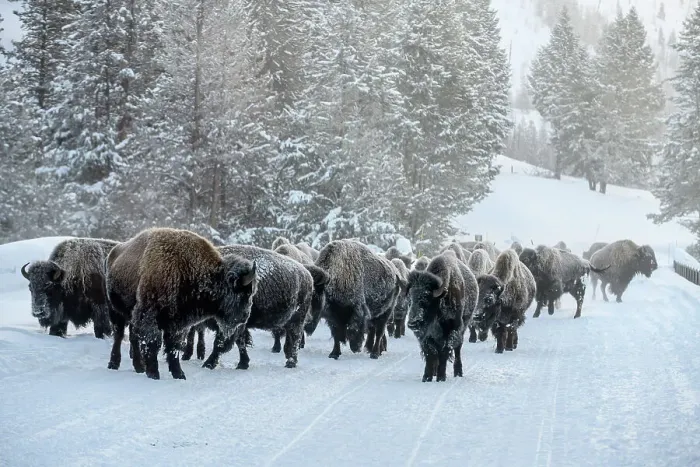 Framed Print : Bison herd walking on the Madison Road on a cold morning, Yellowstone National Park, Wyoming, USA Framed Print : Bison herd walking on the Madison Road on a cold morning, Yellowstone National Park, Wyoming, USA