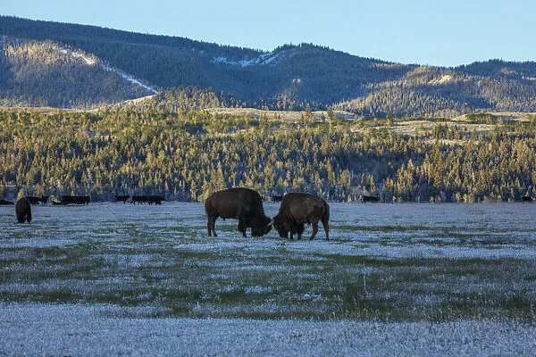 Bison sparring, Yellowstone National Park, Wyoming, USA