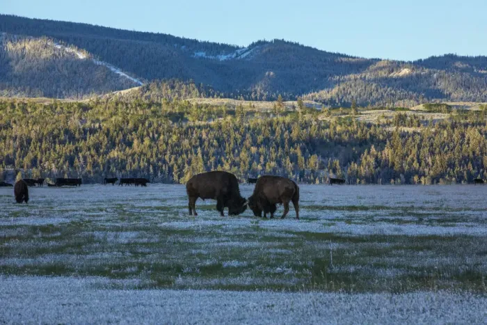 Framed Print : Bison sparring, Yellowstone National Park, Wyoming, USA