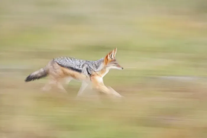 Framed Print : Black-backed Jackal [Canis mesomelas], Savuti, Chobe National Park, Botswana, Africa