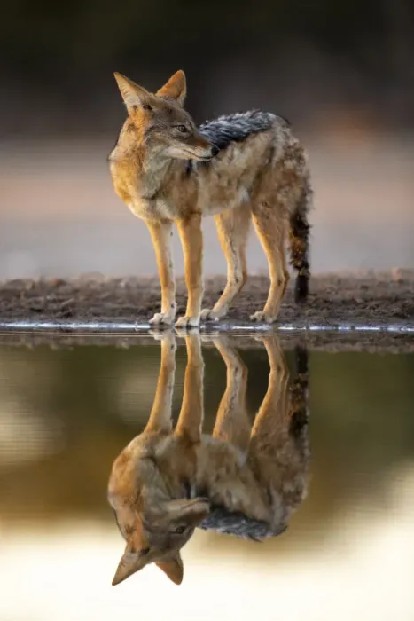 Framed Print : Black Backed Jackal, Kalahari Desert, Botswana Framed Print : Black Backed Jackal, Kalahari Desert, Botswana