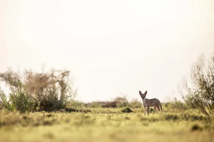 Framed Print : Black Backed Jackal, Nxai Pan National Park, Botswana Framed Print : Black Backed Jackal, Nxai Pan National Park, Botswana