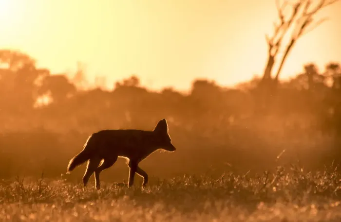 Framed Print : A Black-backed Jackal silhouette in golden light, Okavango Delta, Botswana Framed Print : A Black-backed Jackal silhouette in golden light, Okavango Delta, Botswana