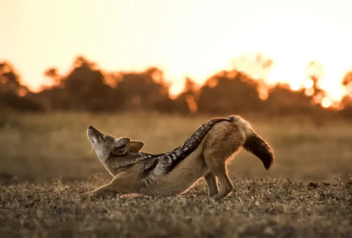 Framed Print : A Black-backed Jackal stretching, Okavango Delta, Botswana Framed Print : A Black-backed Jackal stretching, Okavango Delta, Botswana