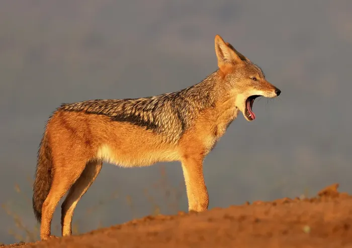 Framed Print : Black-backed jackal yawning, Zimanga Private Game Reserve, Natal, South Africa Framed Print : Black-backed jackal yawning, Zimanga Private Game Reserve, Natal, South Africa