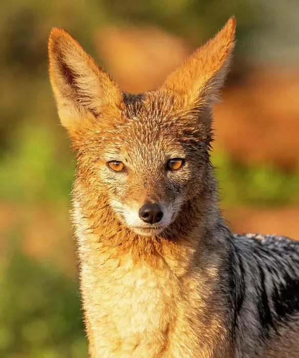 Black-backed Jackal Print, Zimanga Private Game Reserve. Art
