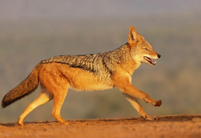 Framed Print : Black-backed jackal, Zimanga Private Game Reserve, Natal, South Africa Framed Print : Black-backed jackal, Zimanga Private Game Reserve, Natal, South Africa